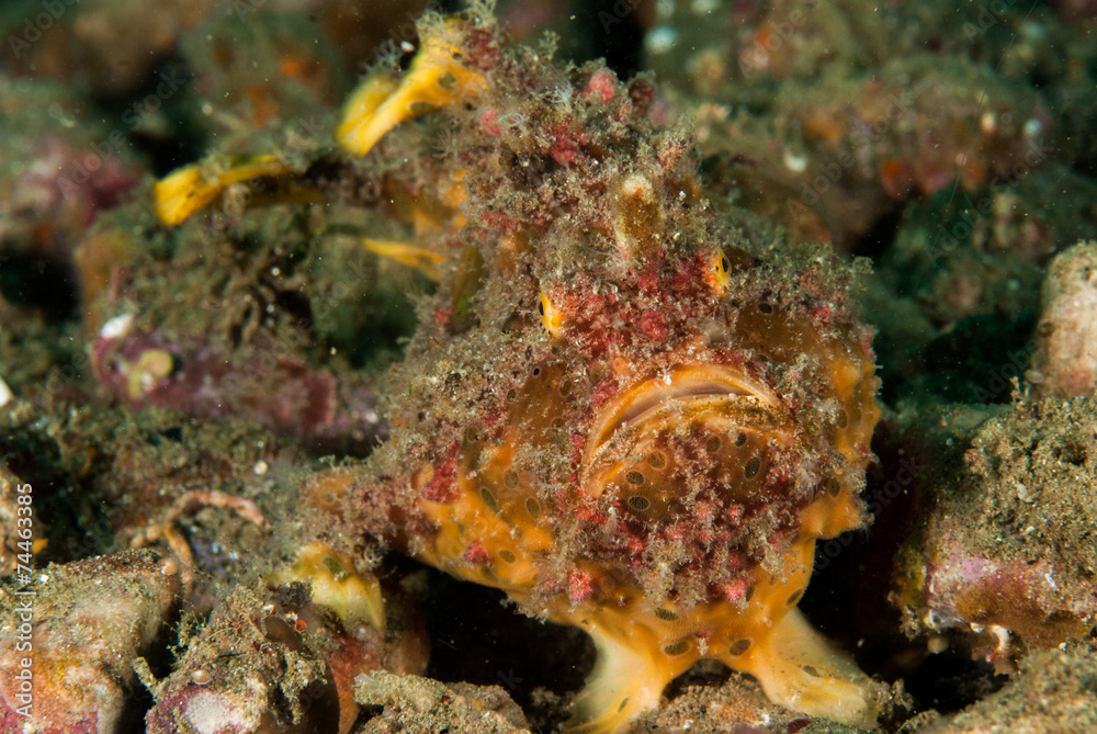 Freckled frogfish in Ambon, Maluku, Indonesia underwater