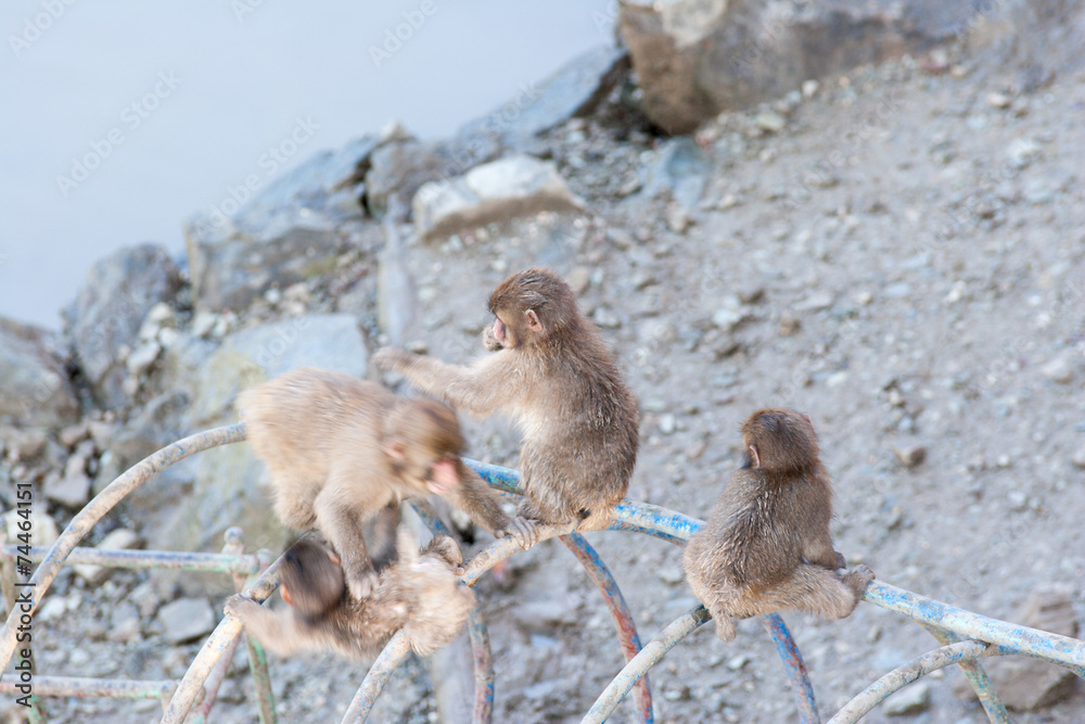 Obraz premium Japanese macaque also known as snow monkey