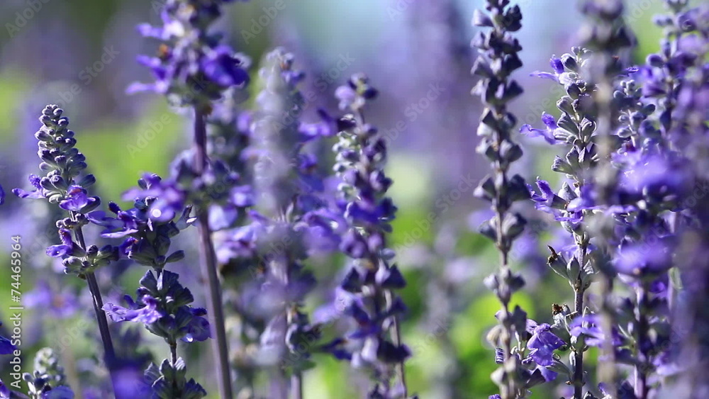 Purple Lavender flower field blowing in the breeze. Purple Lavender flower field blowing in the breeze.
