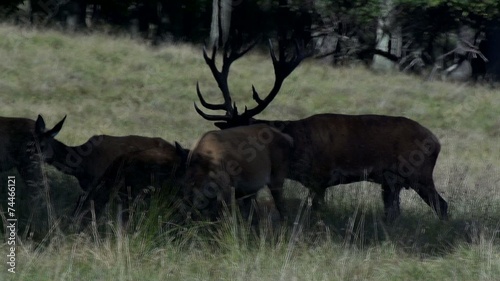 Wallpaper Mural Rothirschbrunft im Herbst Torontodigital.ca