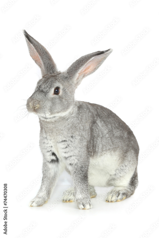 Fototapeta premium gray rabbit
