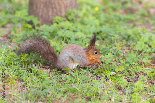 squirrel on spring grass © Maslov Dmitry