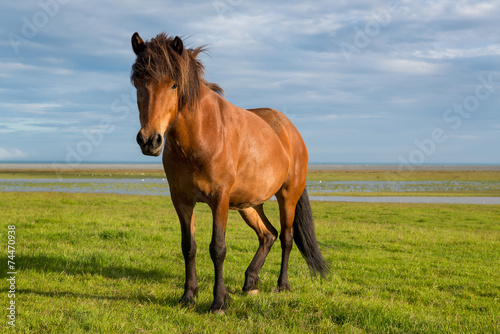 Fototapeta Naklejka Na Ścianę i Meble -  Horse
