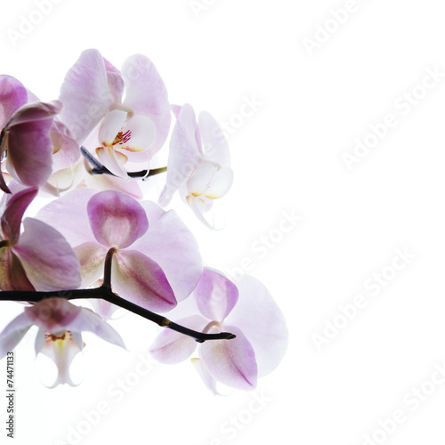 Fototapeta Naklejka Na Ścianę i Meble -  pink orchid isolated on white