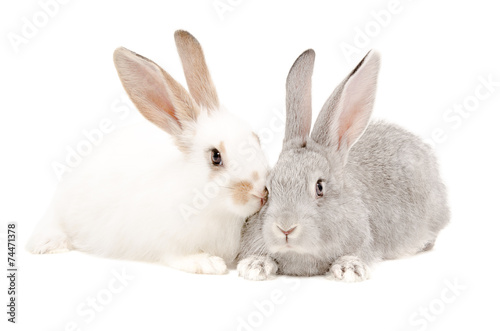 Two rabbits © sonsedskaya