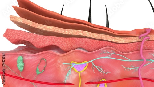 Skin Anatomy