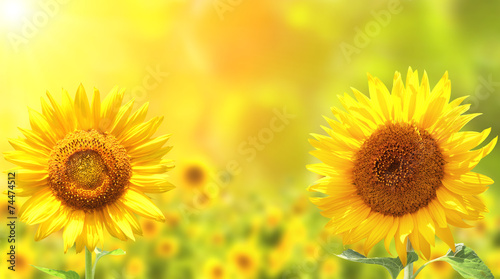 Fototapeta Naklejka Na Ścianę i Meble -  Sunflowers