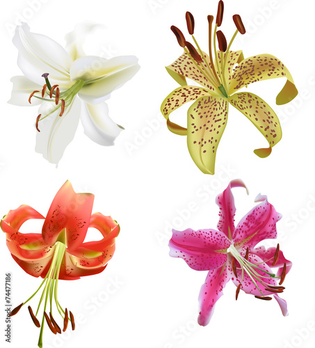 Fototapeta Naklejka Na Ścianę i Meble -  set of four isolated on white lily blooms
