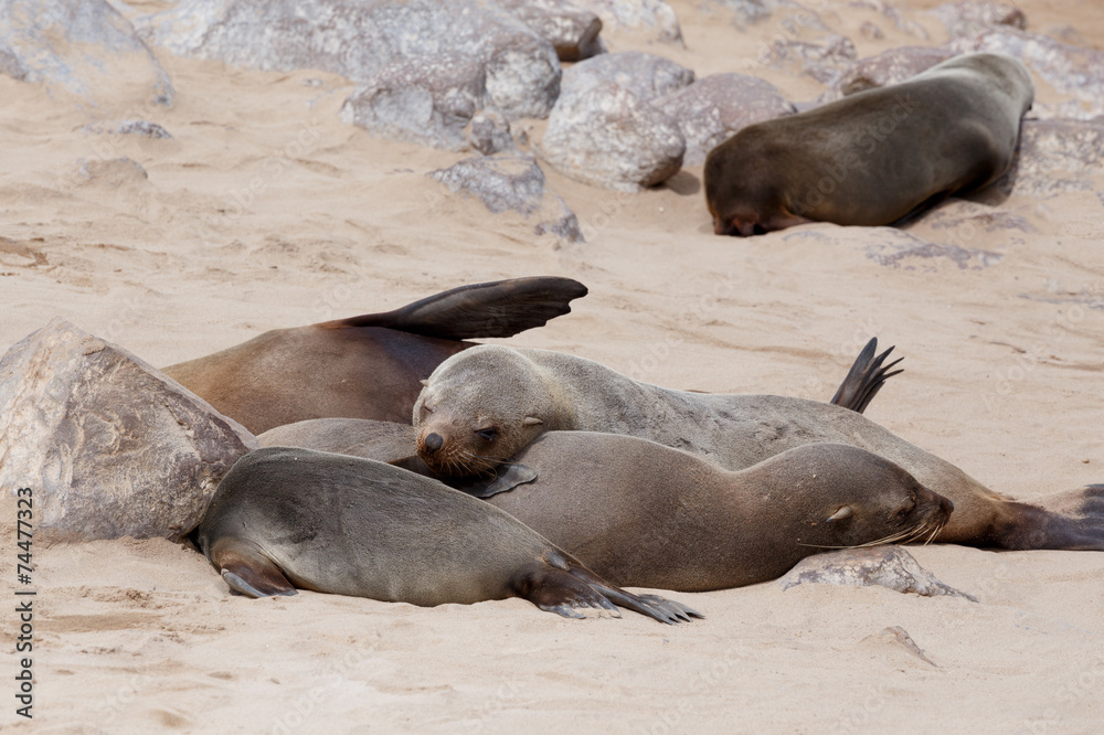 Fototapeta premium huge colony of Brown fur seal - sea lions in Namibia