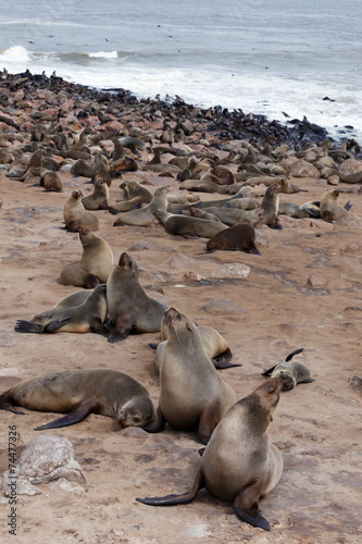 huge colony of Brown fur seal - sea lions in Namibia photo