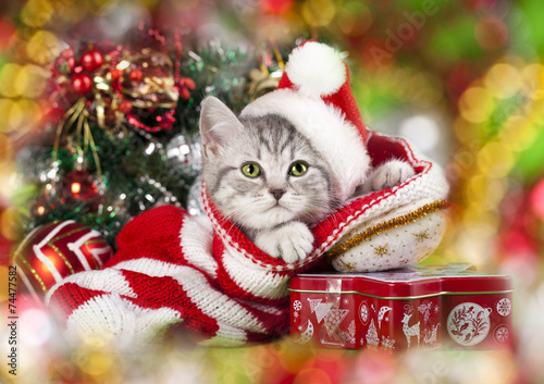 Christmas kitten in santa hat