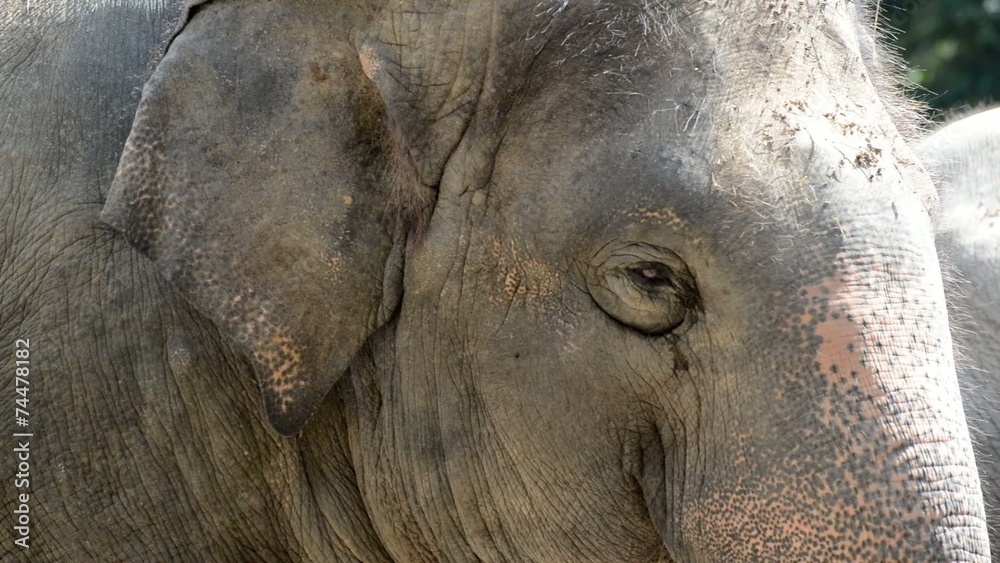 Asian elephant (Elephas maximus) of South and Southeast Asia Asian elephant (Elephas maximus) of South and Southeast Asia