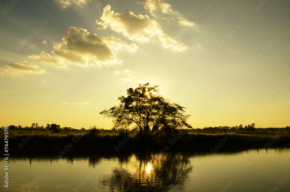 Tree with sun set and reservoir