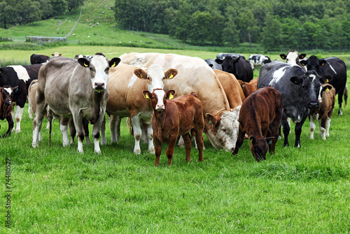 Cows at a pasture in Scotland