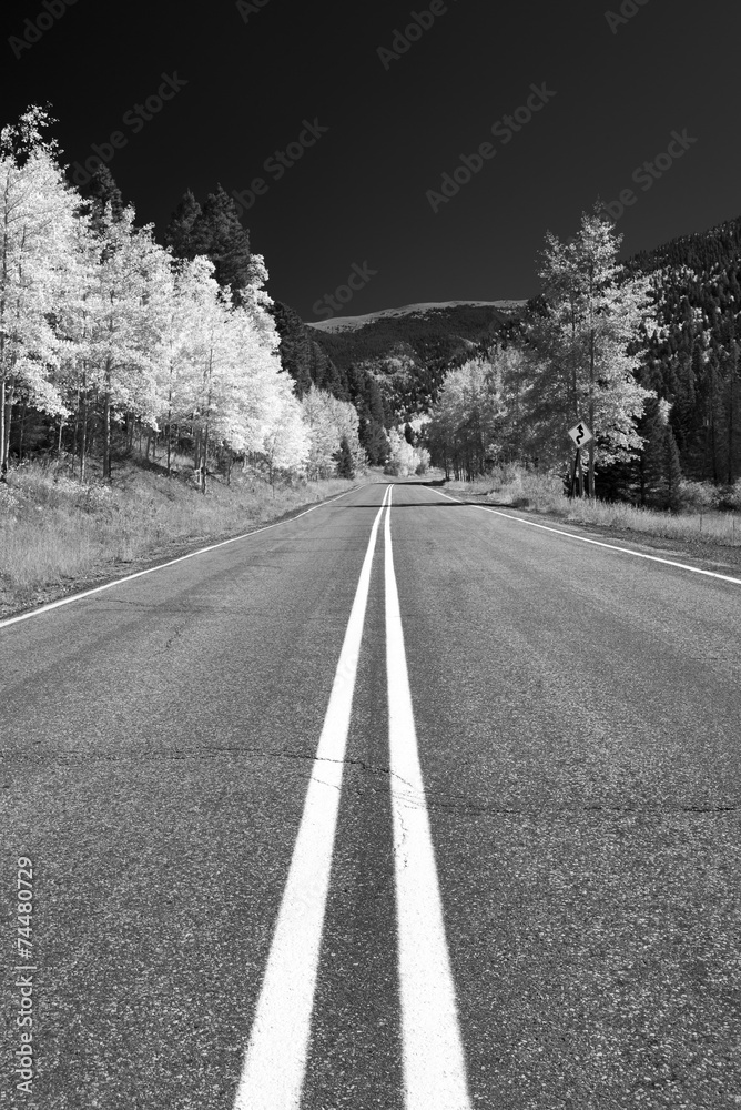 Winding Road Through an Aspen Forest Winding Road Through an Aspen Forest