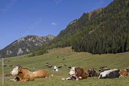 Kühe auf der Tschey Wiesen