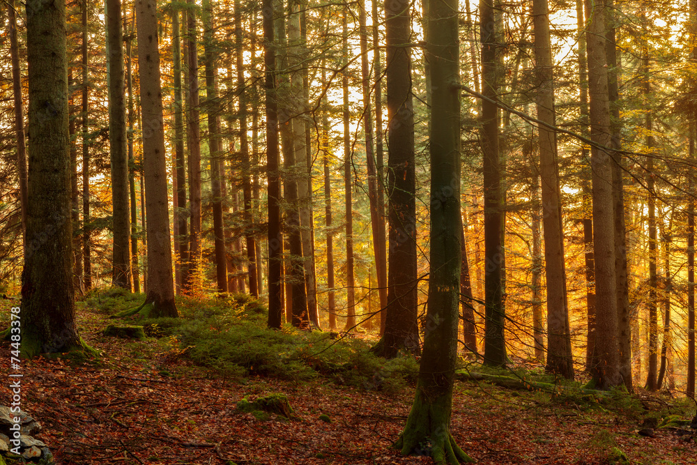 Obraz premium Black Forest