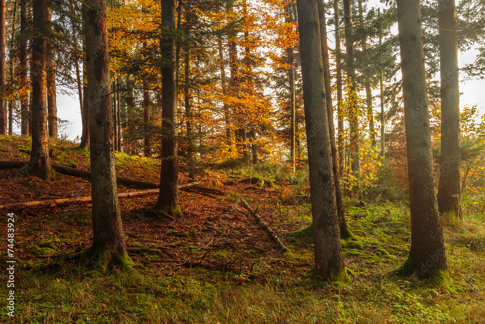 Fototapeta premium Black Forest