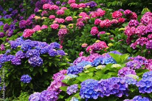 あじさい　梅雨　花