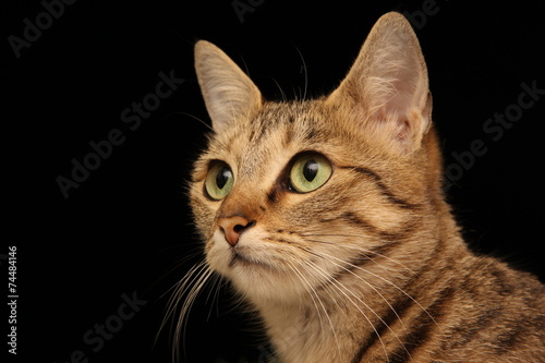 cat portrait on black background