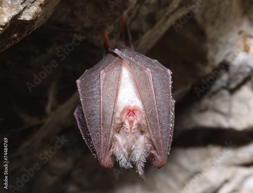 Greater horseshoe bat( Rhinolophus ferrumequinum)