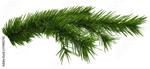 Christmas tree fir branch