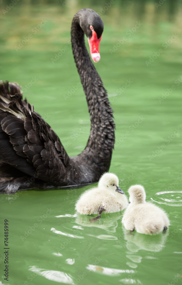 Obraz premium black swan mum and her babies