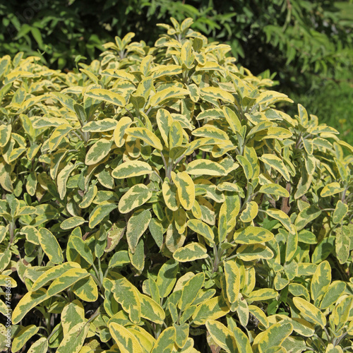 Photos Sauge officinale panachée