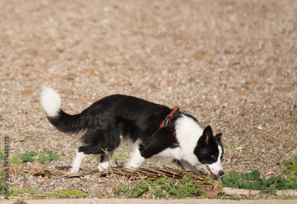 dog sniffing in a brown field dog sniffing in a brown field