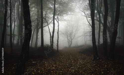 forest path