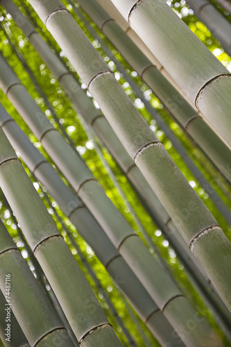 Bamboo trunks