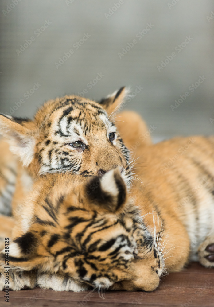 Obraz premium small tigers