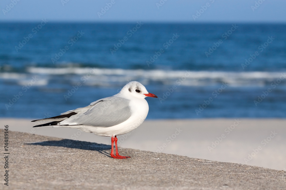 Fototapeta premium seagull on a beach