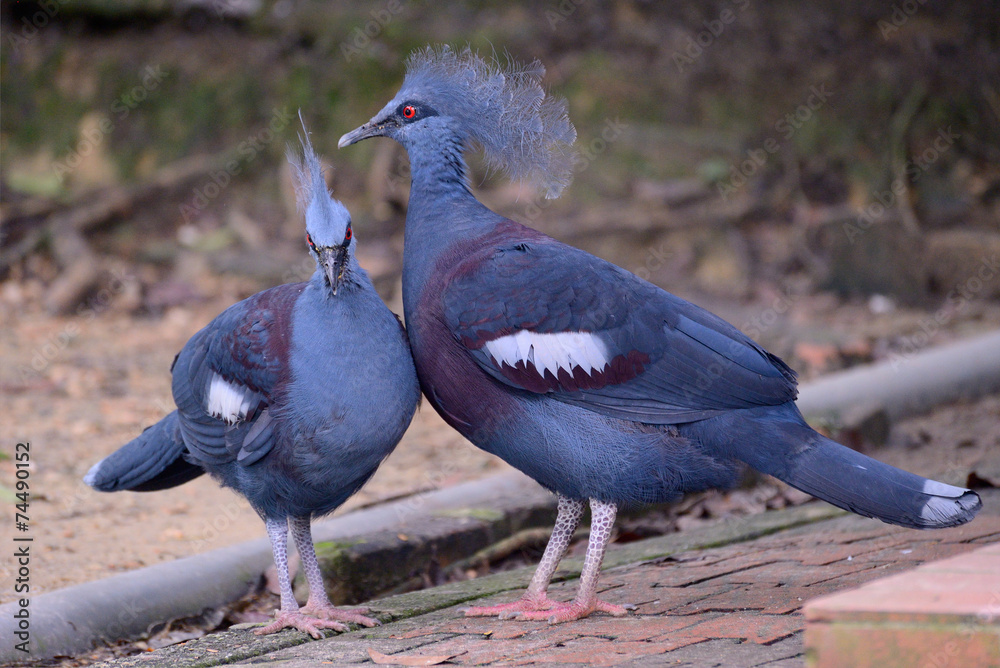 Fototapeta premium Western&victorian crowned-pigeons