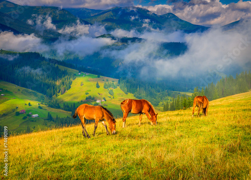Fototapeta Naklejka Na Ścianę i Meble -  Amazing mountain landscape with fog and horses