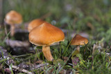 Small group of orange mushrooms