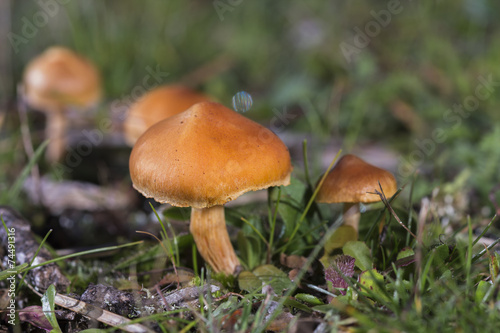 Small group of orange mushrooms