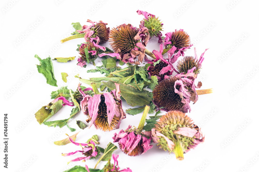 Obraz premium Dried echinacea purpurea in white background