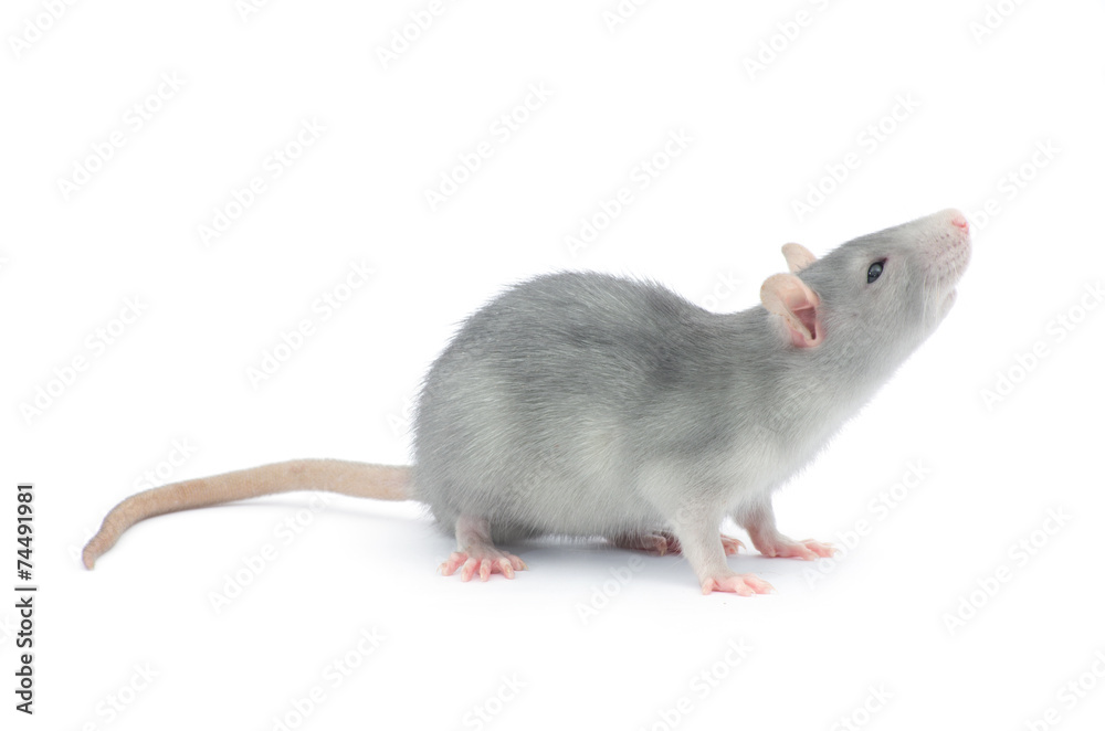 rat rat