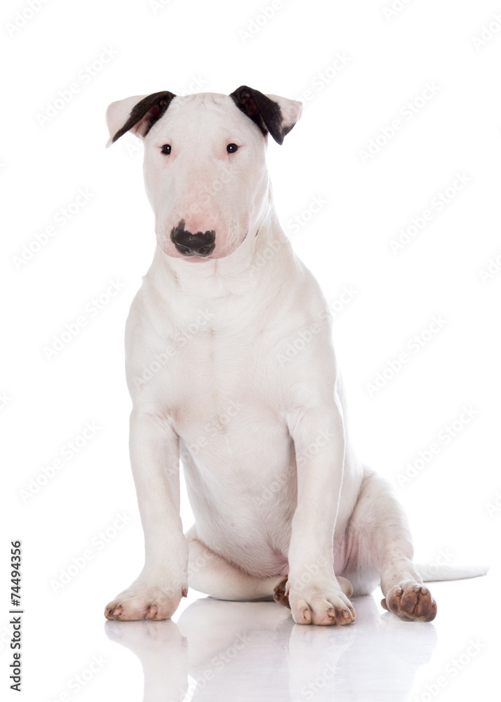 white bull terrier puppy