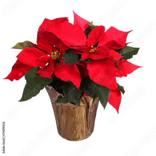 Red poinsettia flower isolated on white. Christmas Flowers photo