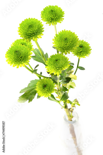 Green button mums in a bottle