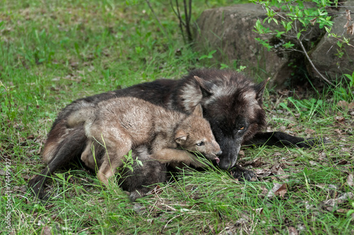 Grey Wolf Pup  Canis lupus  Licks Mother s Mouth