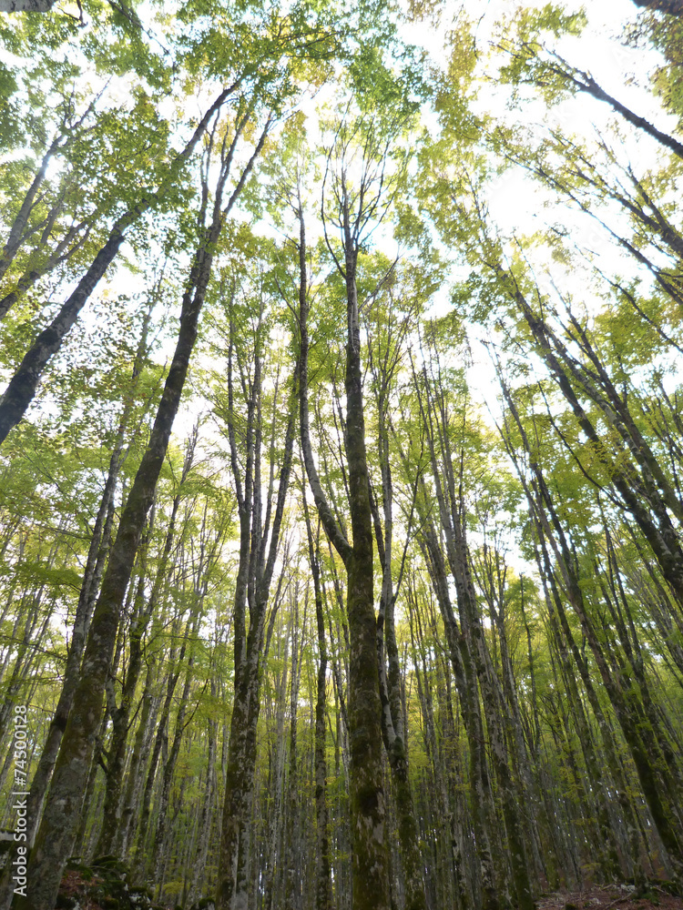 Fototapeta premium bosco di faggio in autunno