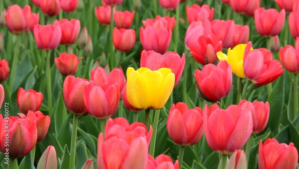 Tulips on the flowerbed Tulips on the flowerbed