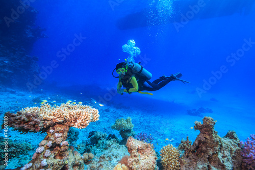 diver in the Red Sea