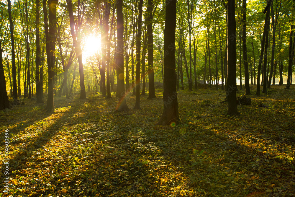 Obraz premium forest