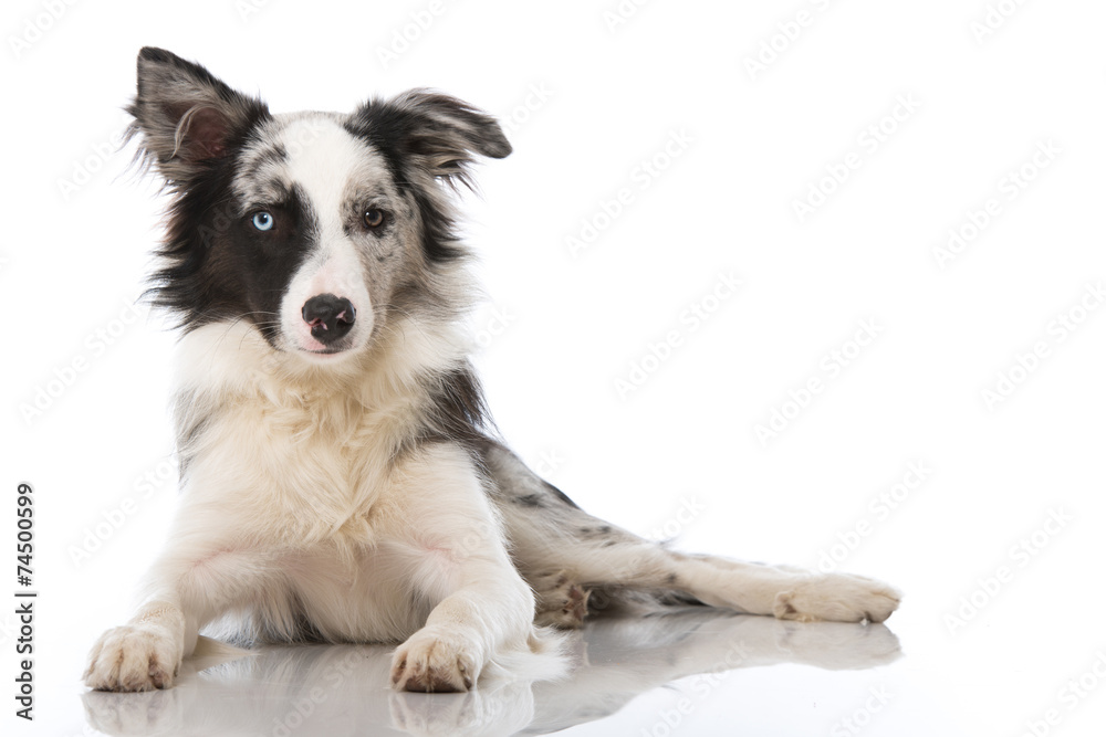 Border Collie