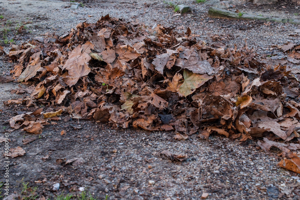 Mucchio di foglie secche, autunno