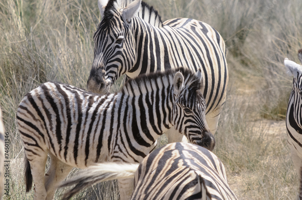 Zebraherde am Wasserloch, Etoscha, Namibia, Afrika Zebraherde am Wasserloch, Etoscha, Namibia, Afrika